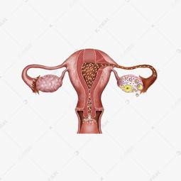 卵巢照片,揭秘女性生殖健康奥秘  第2张