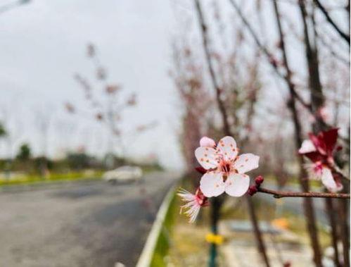 冬去春来的图片,冬去春来的美丽蜕变