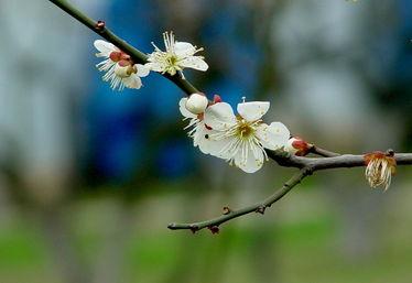 冬去春来的图片,冬去春来的美丽蜕变 第2张 冬去春来的图片,冬去春来的美丽蜕变 第2张