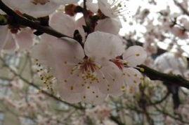 冬去春来的图片,冬去春来的美丽蜕变 第3张 冬去春来的图片,冬去春来的美丽蜕变 第3张