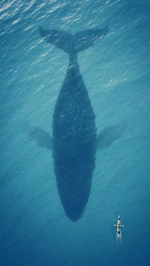 鲸鱼的照片,鲸鱼照片背后的奥秘 第2张 鲸鱼的照片,鲸鱼照片背后的奥秘 第2张